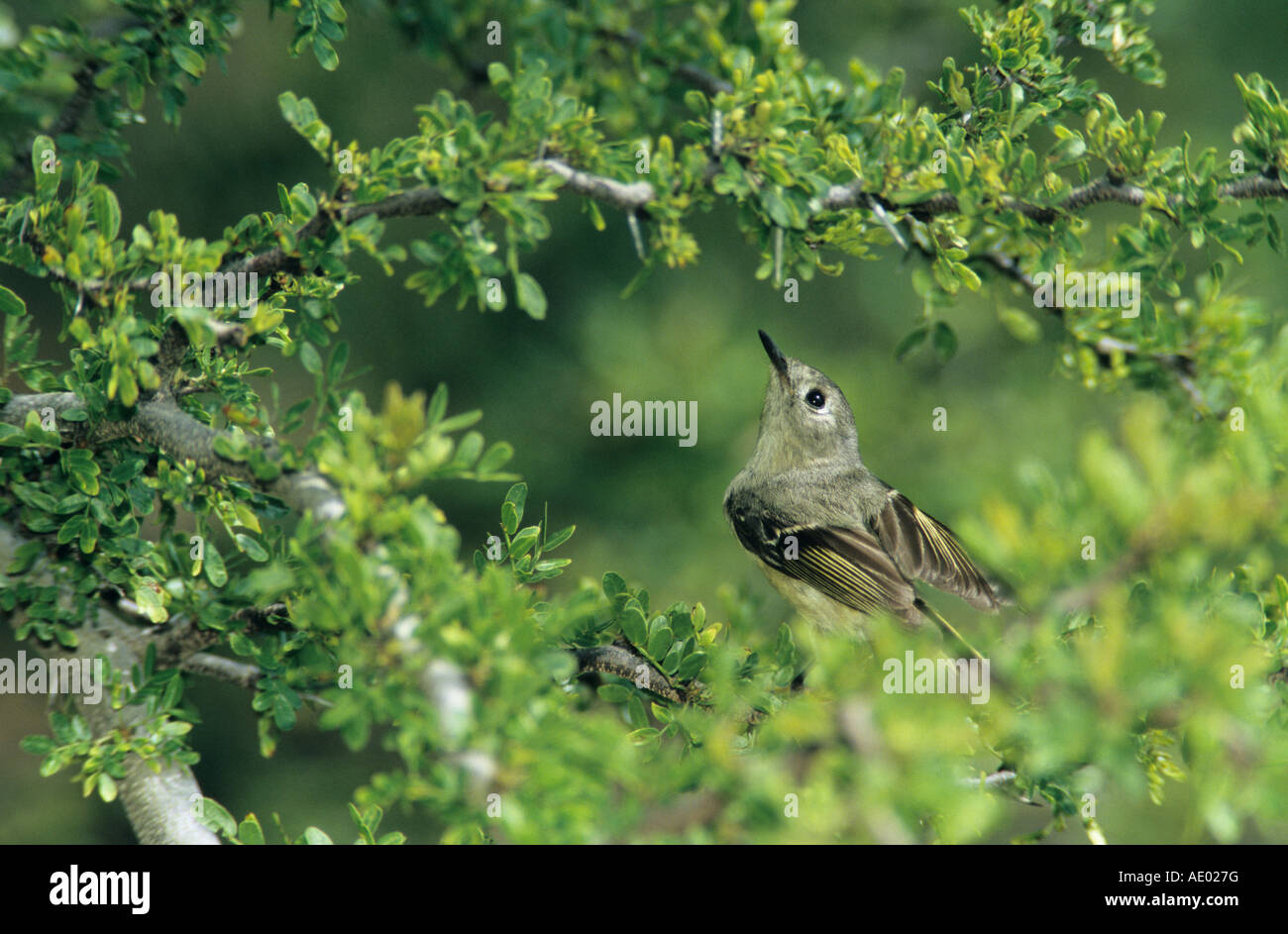 Ruby-incoronato Kinglet Regulus calendula adulto South Padre Island Texas USA Maggio 2005 Foto Stock