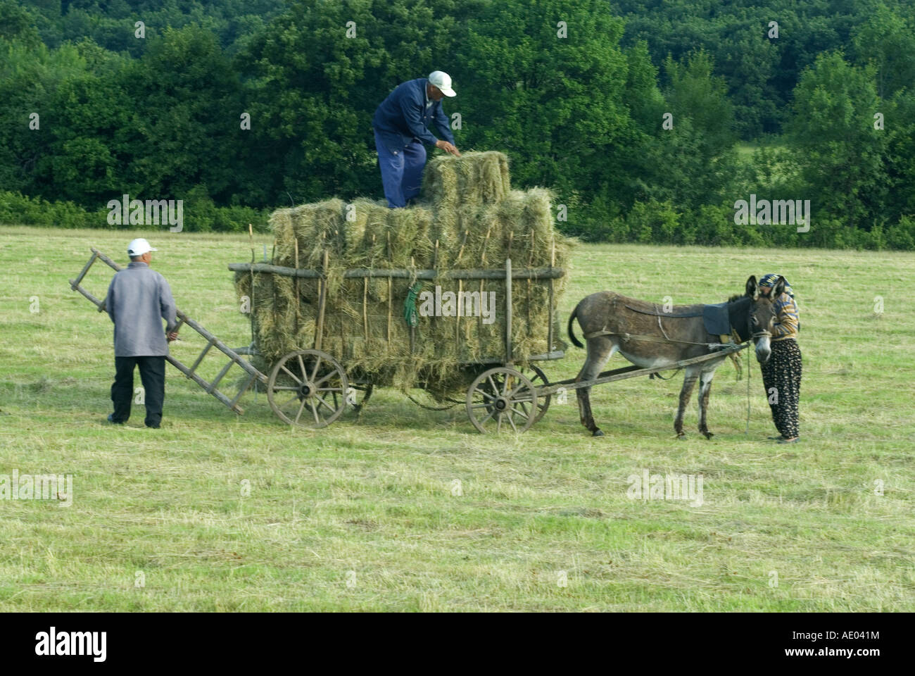 Gli agricoltori bulgari al raccolto di fieno Bulgaria Rodopi orientali Madzarovo Foto stock Alamy
