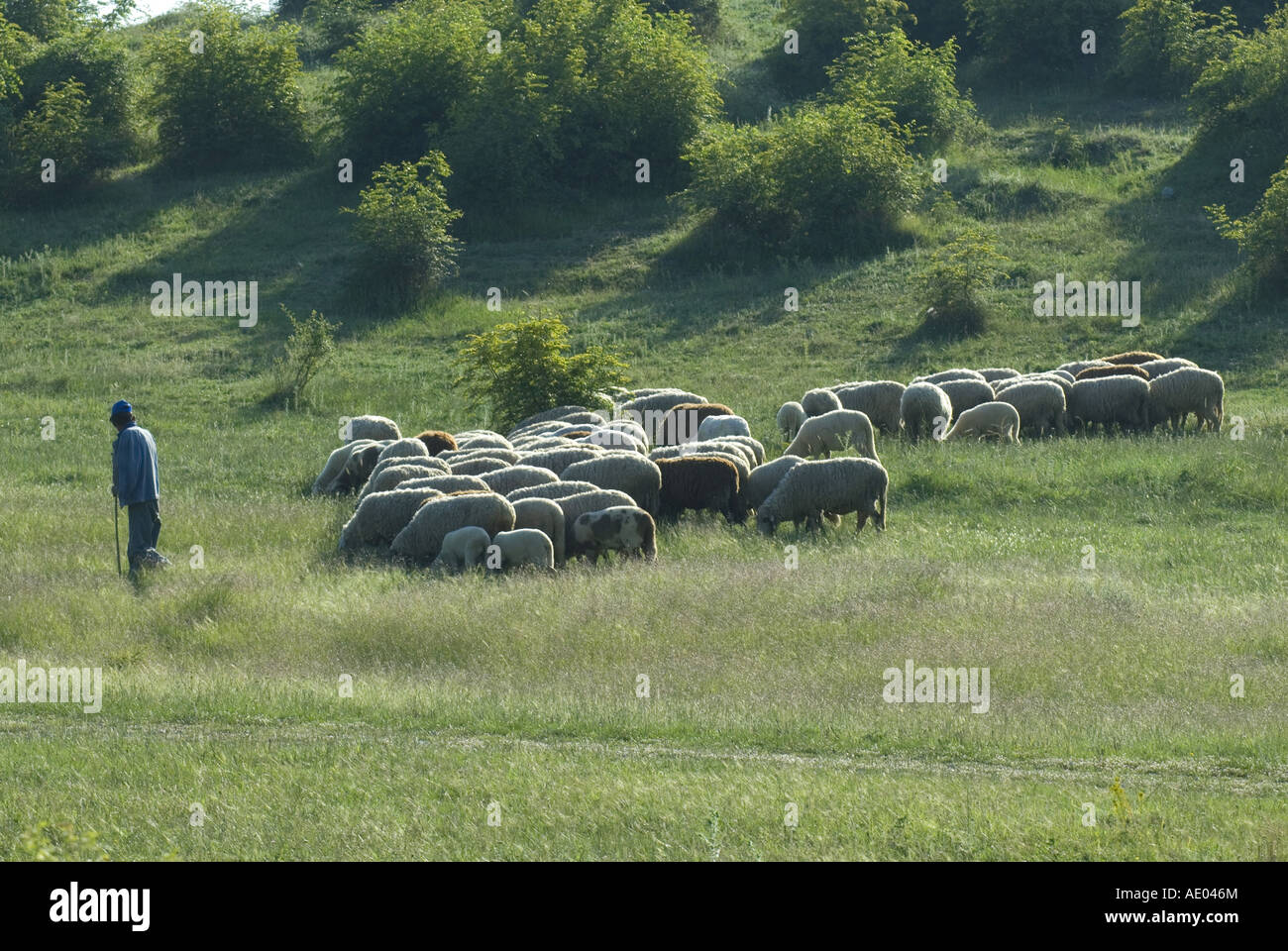 Pastore con i suoi animali, Bulgaria, Rodopi orientali, Madzarovo Foto Stock