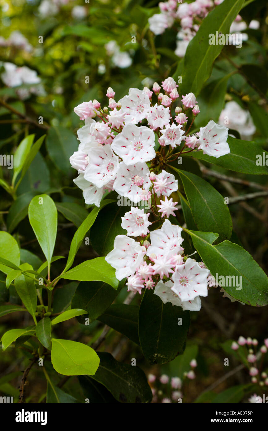 Mountain Laurel fiori in primavera alla Statale Chewacla Park Alabama USA Foto Stock