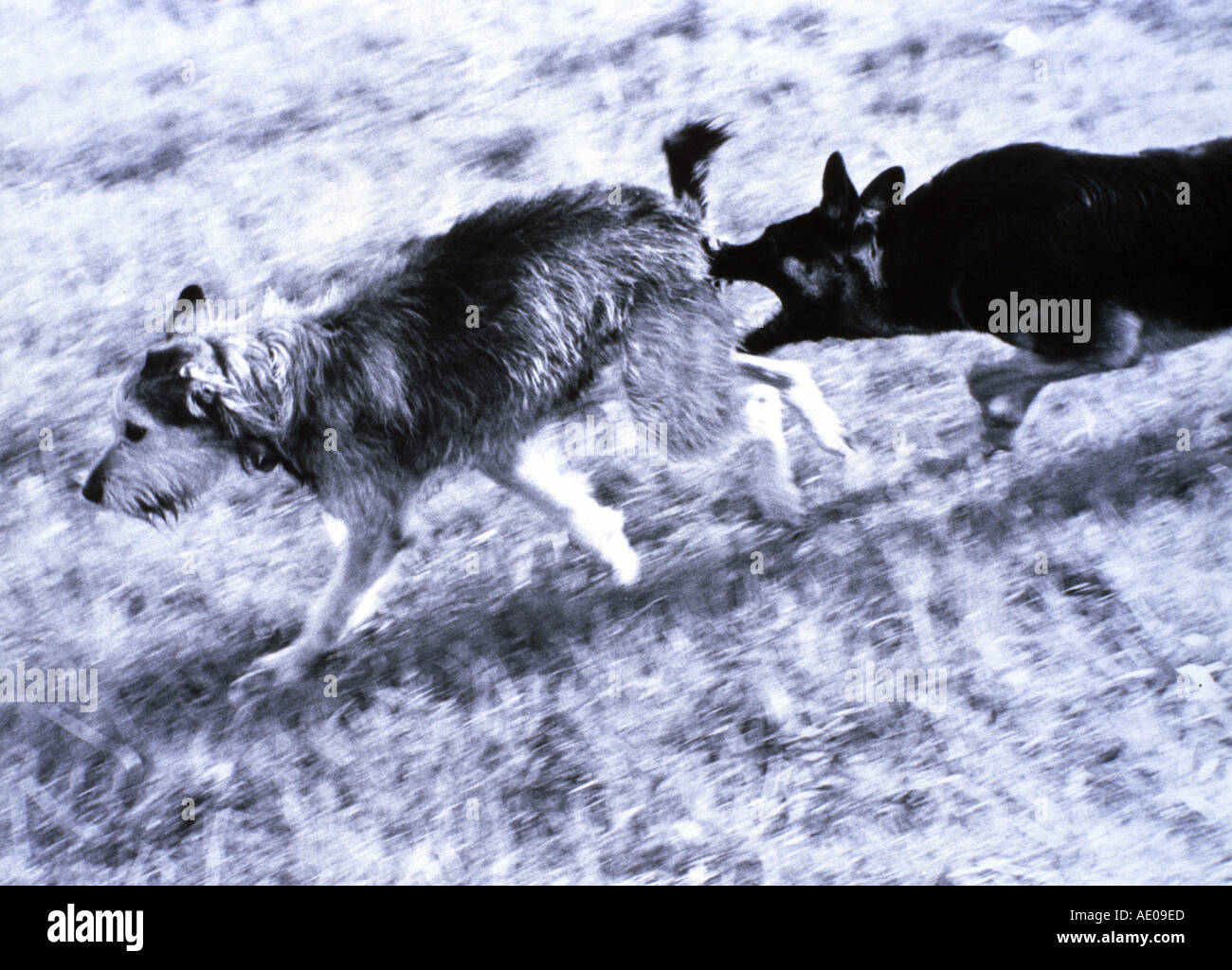 Cane morde un altro cane di corsa Foto Stock