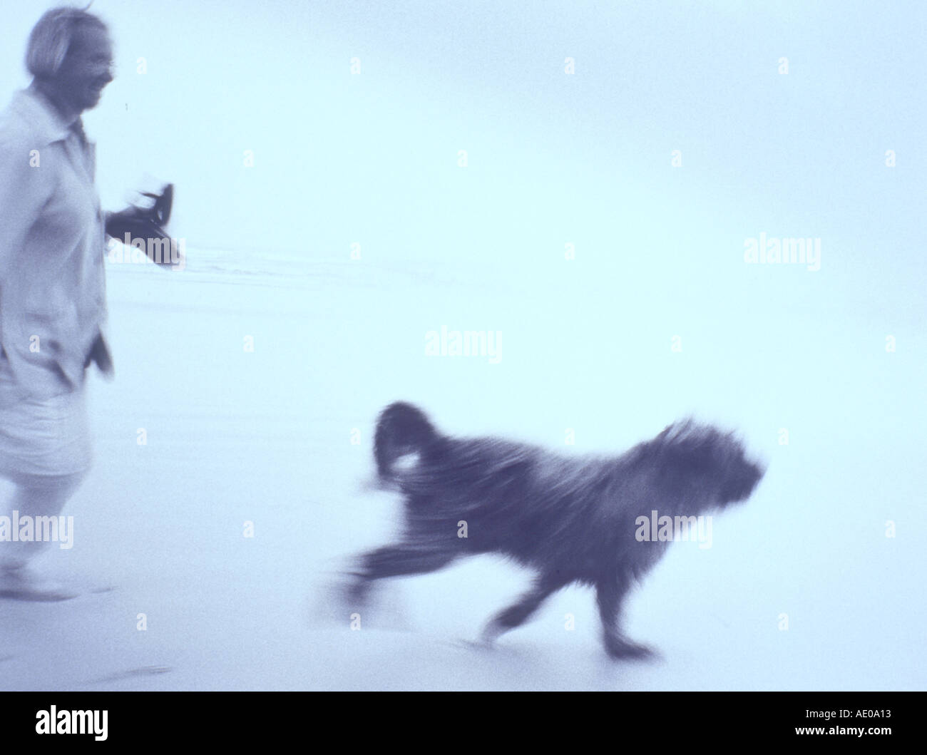 Cane morde un altro cane di corsa Foto Stock