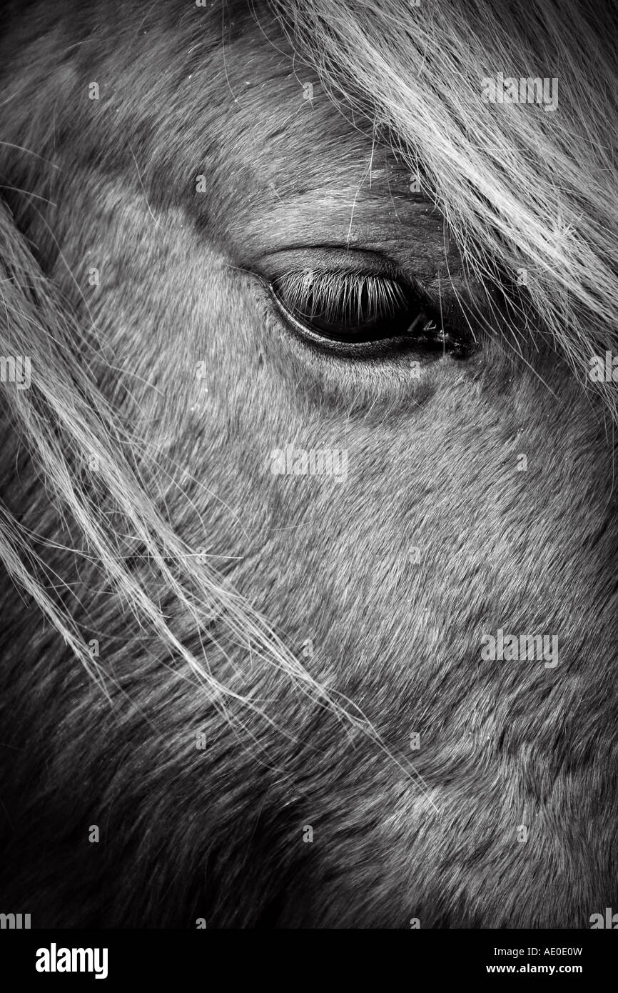 Pony Shetland testa close up Foto Stock