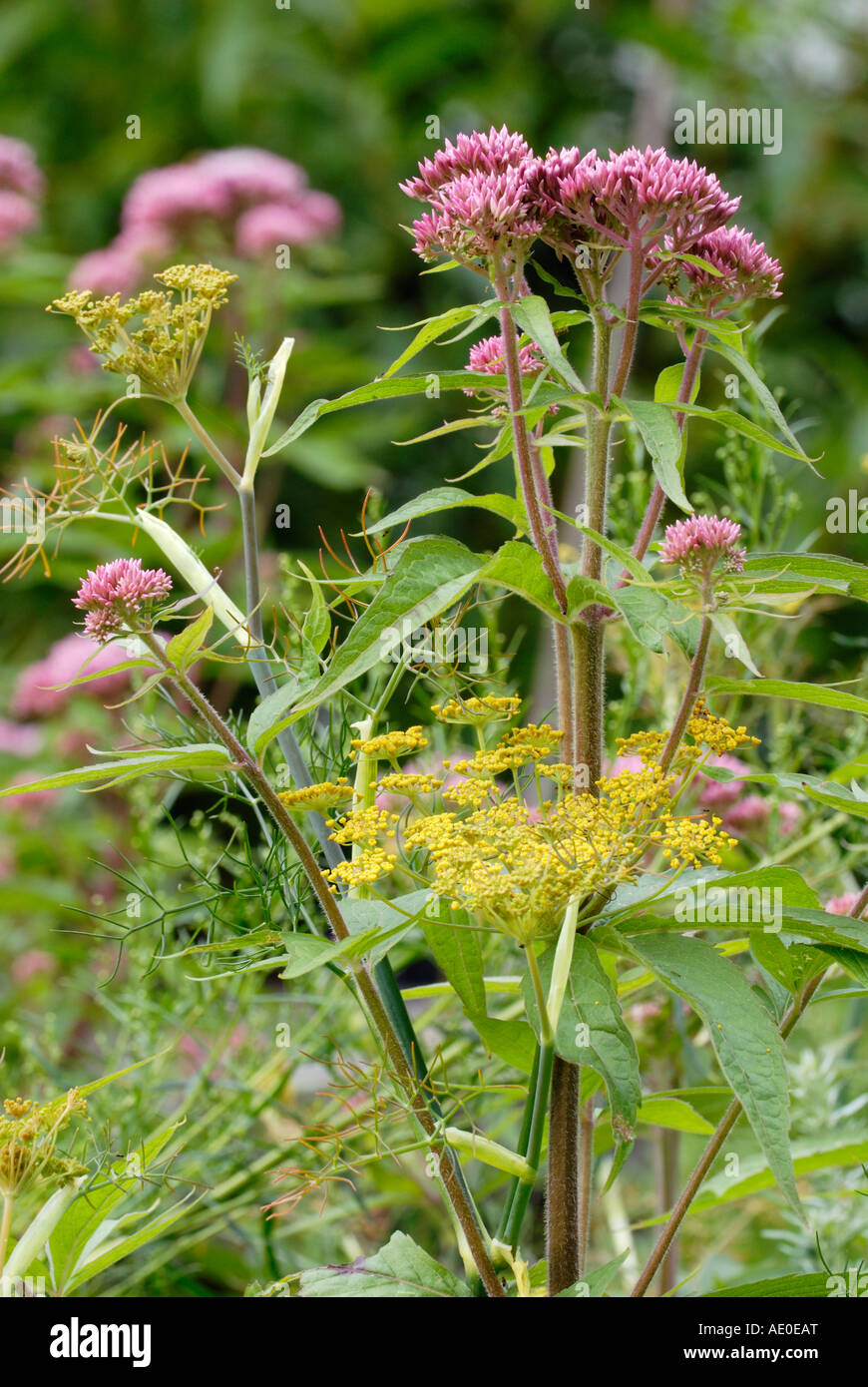 Garden Cottage fiori di finocchio e la canapa agrimonia Foto Stock