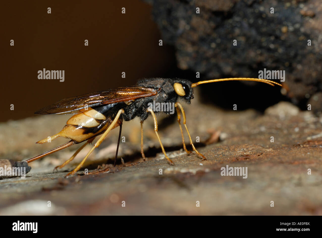 Horntail Urocerus gigas, uova in legno, Galles, Regno Unito. Foto Stock