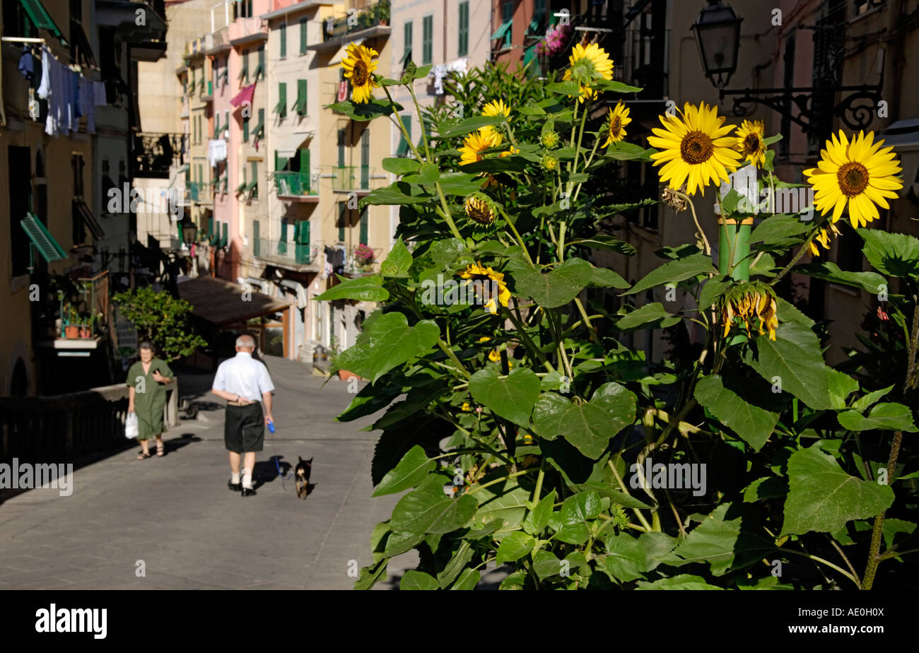 La popolazione locale, camminando sulla strada, camminando cane, old world street scene, Riomaggiore Cinque Terre Liguria, Italia Foto Stock