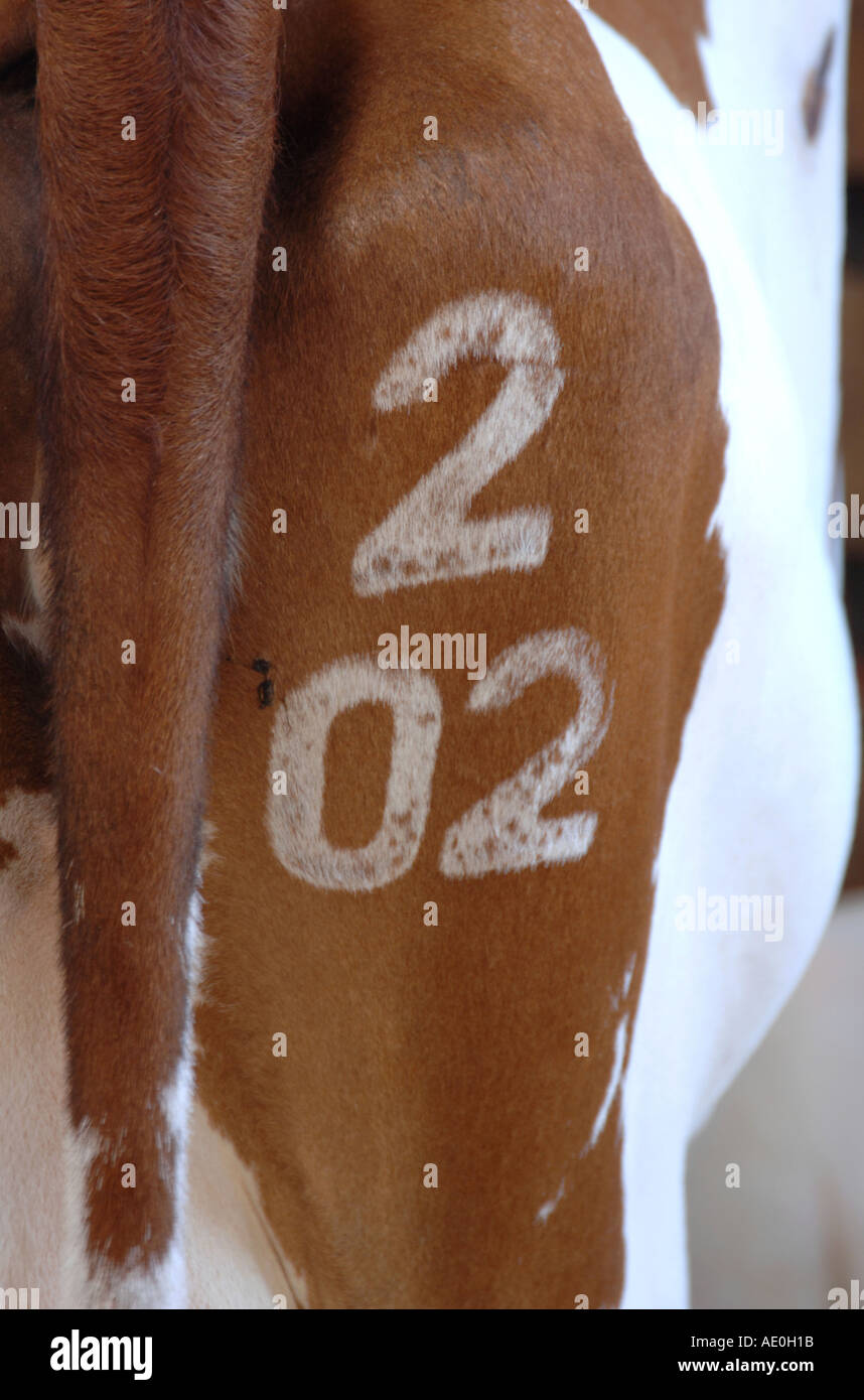 Marca su una mucca numeri 2 02 Foto Stock