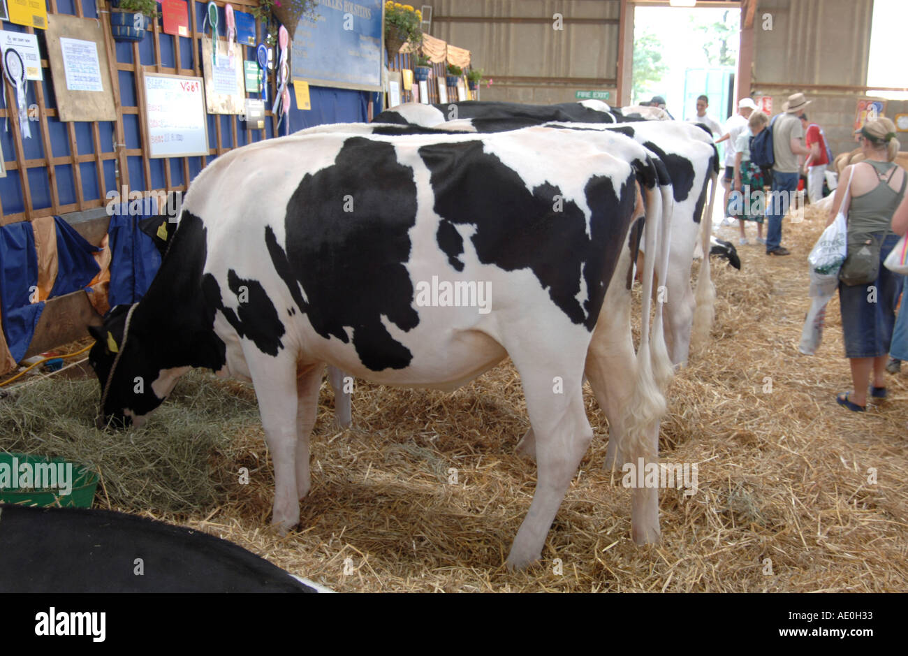 Vacche attendono a giudicare a Kent County show 2005 Foto Stock