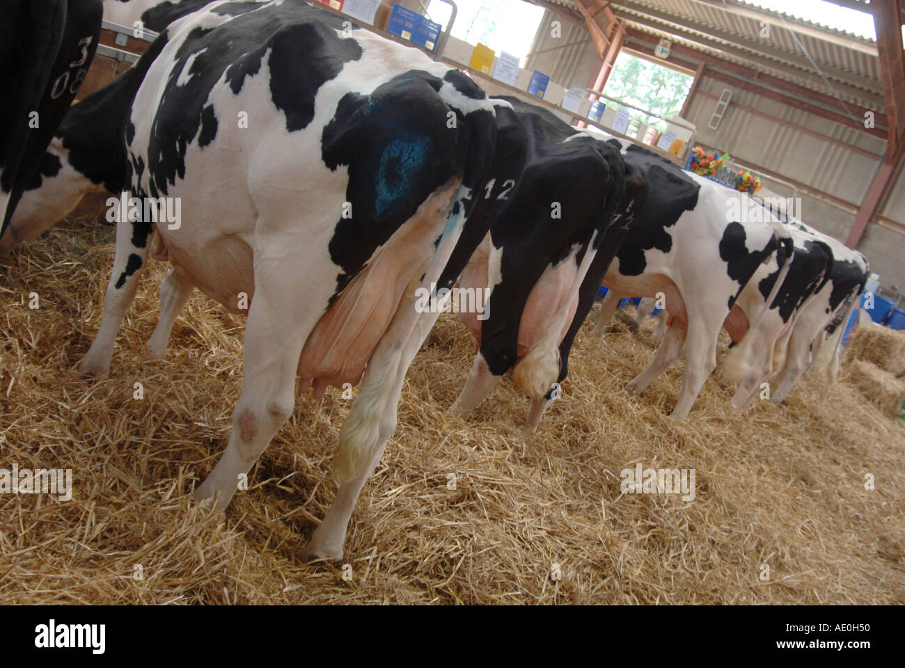 Vacche attendono a giudicare a Kent County show 2005 Foto Stock
