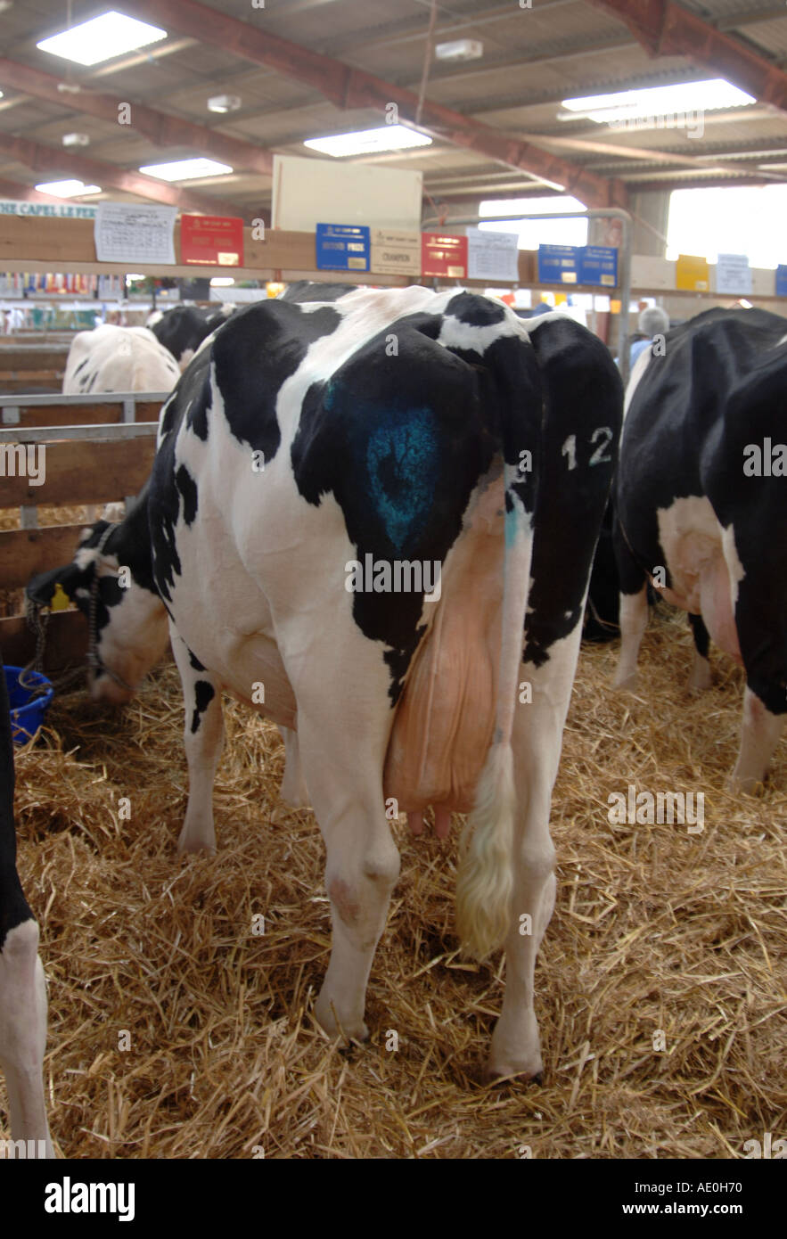 Vacche attendono a giudicare a Kent County show 2005 Foto Stock