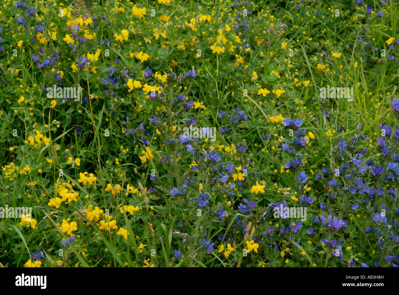 Fiori di campo in un prato alpino Parco Nazionale Gran Paradiso Valle d Aosta Alpi Italiane Foto Stock