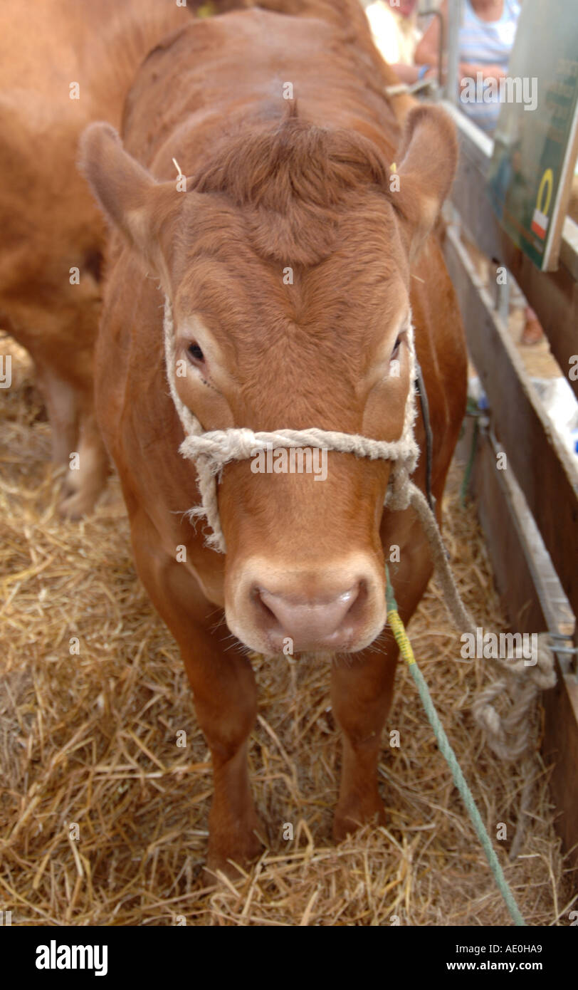 Vacche attendono a giudicare a Kent County show 2005 Foto Stock