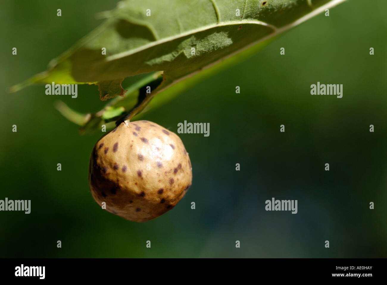 Apple Oak gall Foto Stock