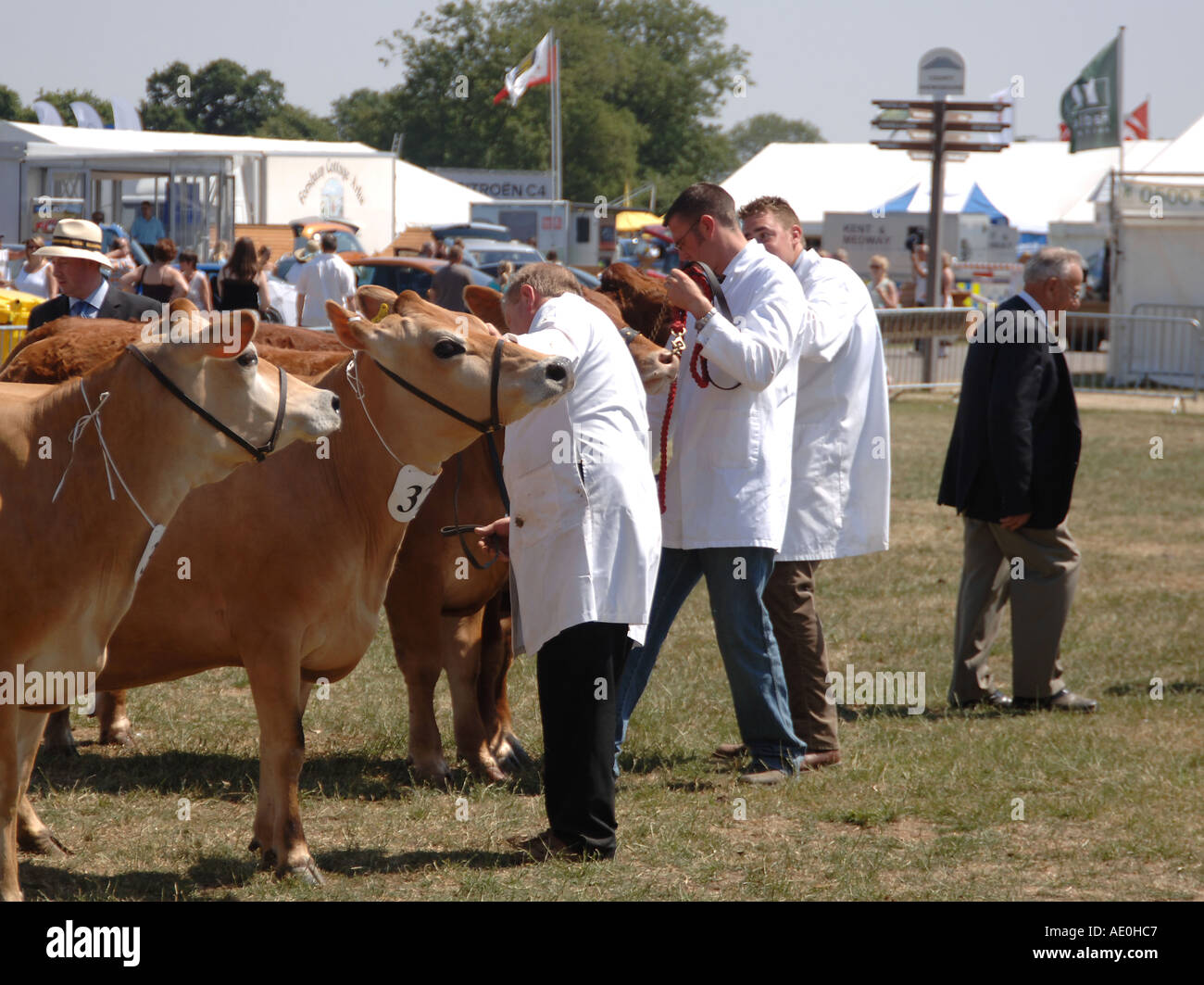 Vacche che sono giudicati in Kent County show 2005 Foto Stock