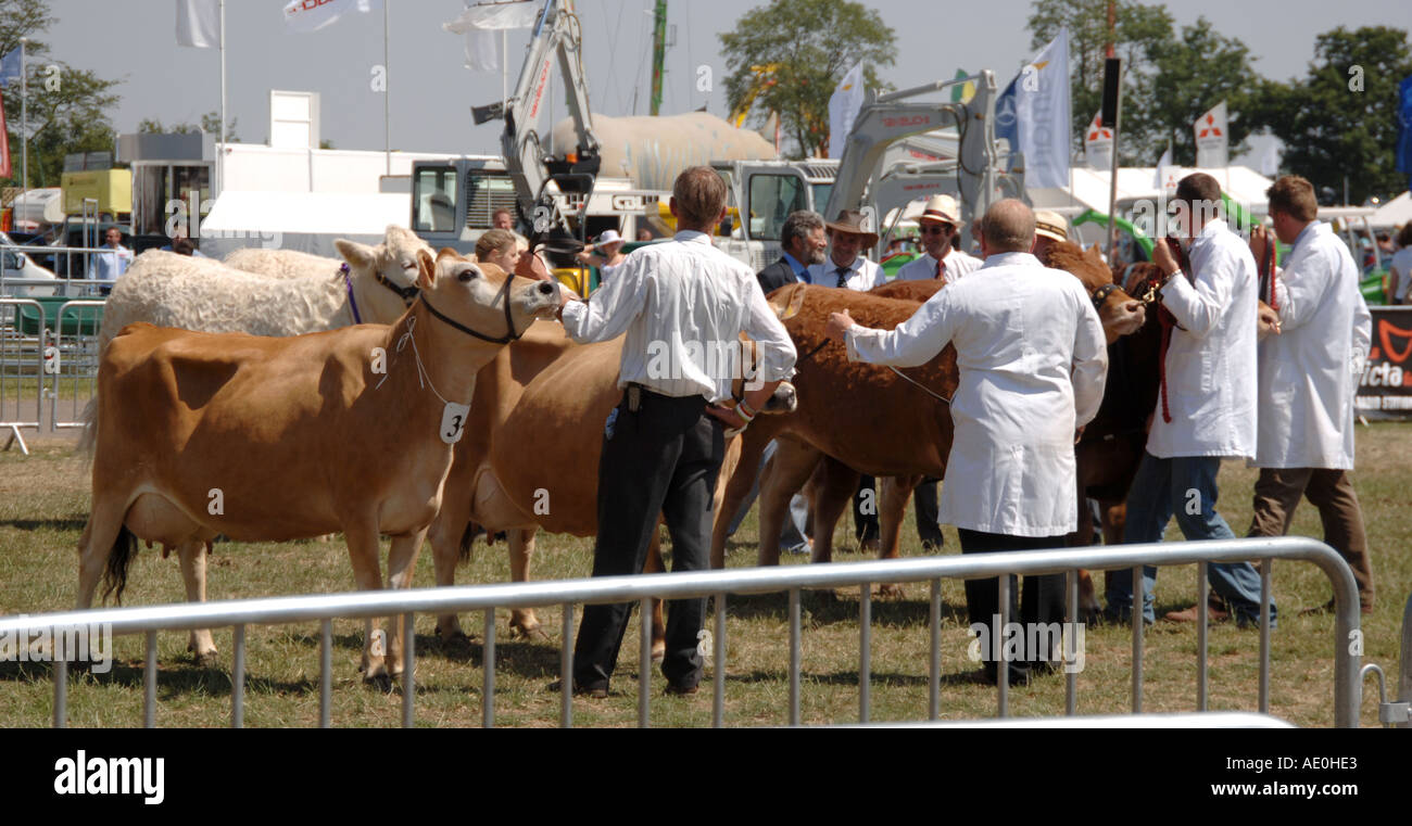 Vacche che sono giudicati in Kent County show 2005 Foto Stock