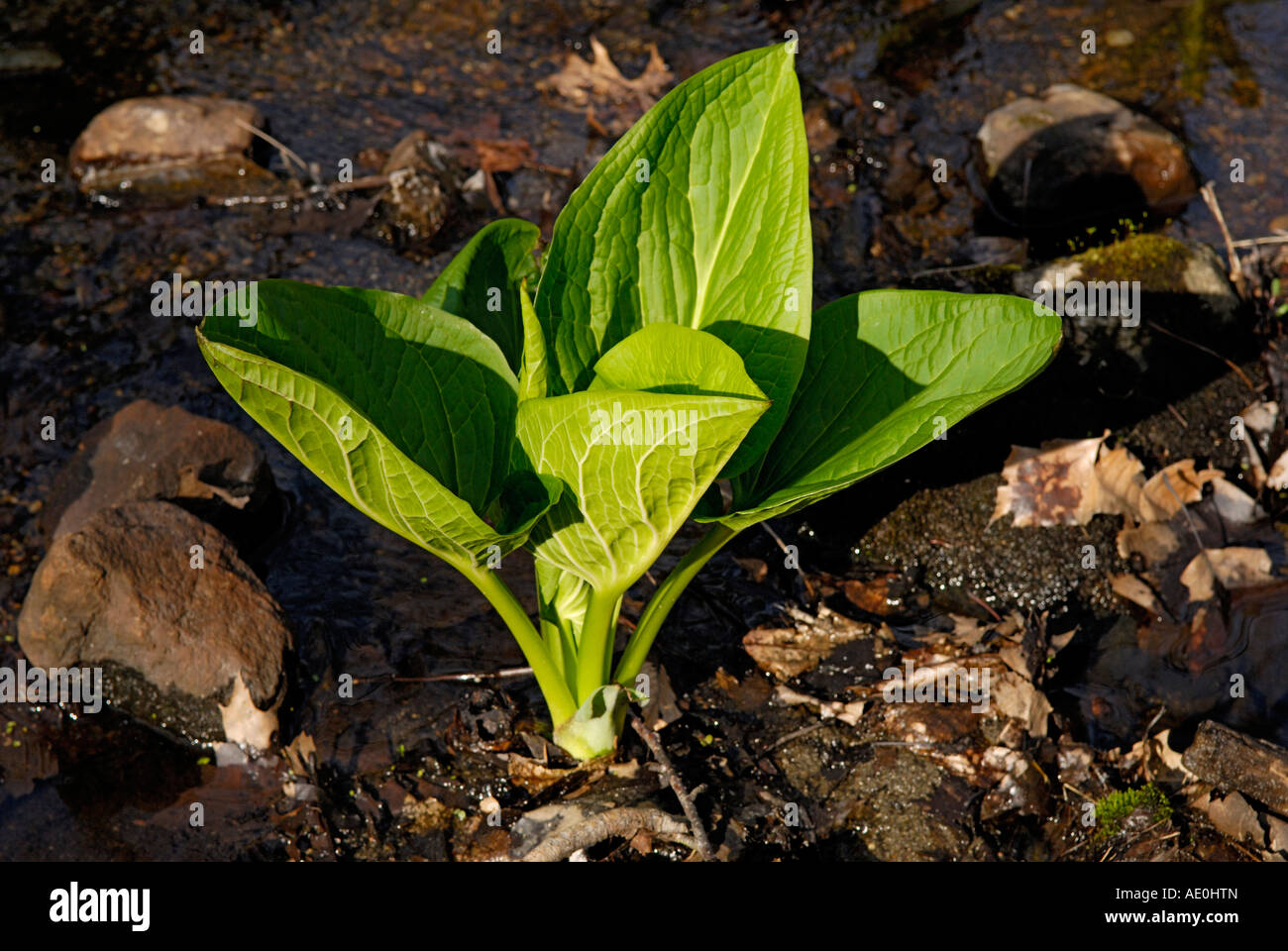 "Orientale cavolo kunk' Symplocarpus foetidus emergenti in primavera Foto Stock