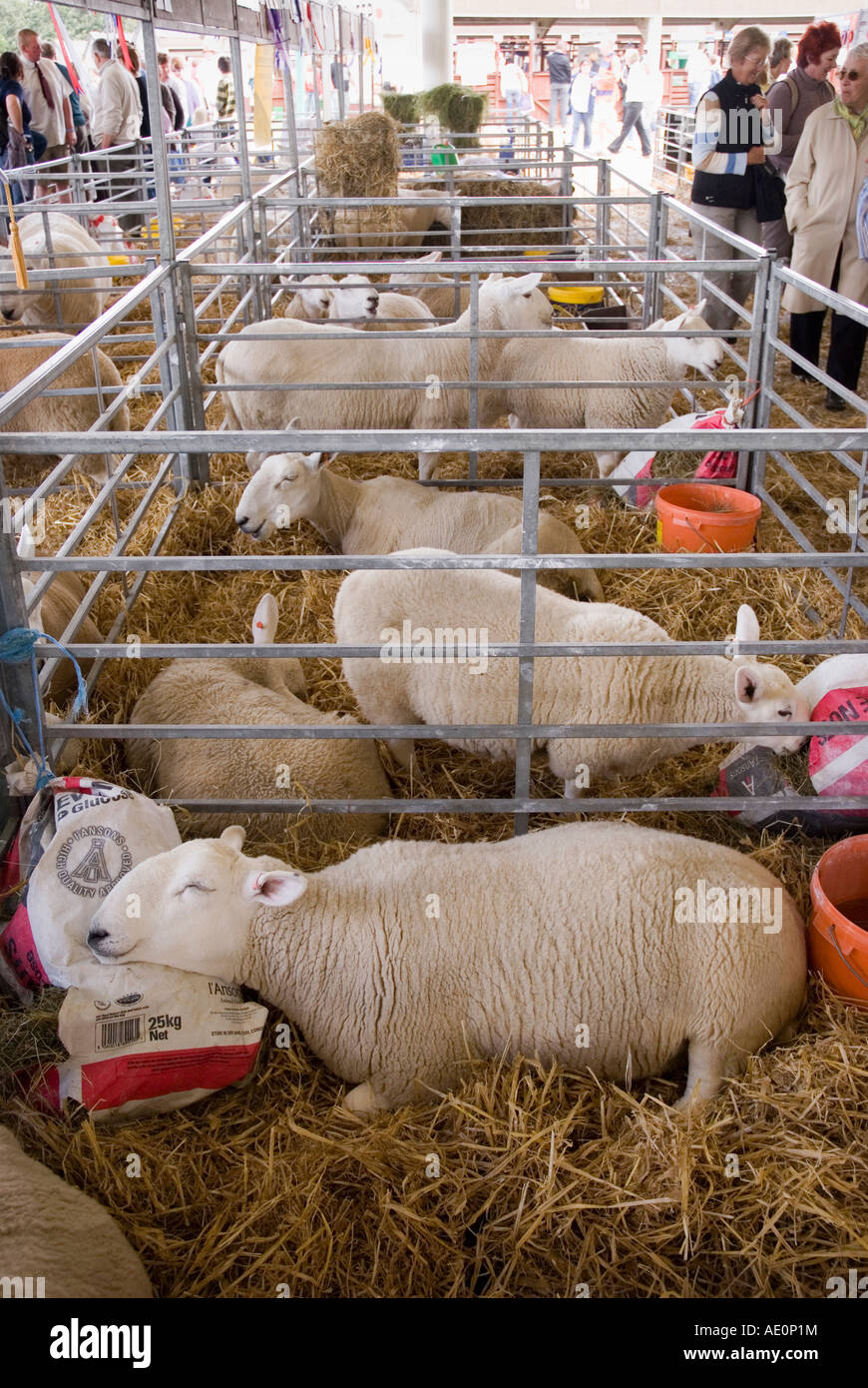 Il paese del nord Cheviot pecore addormentato nella sua penna al grande spettacolo dello Yorkshire Harrogate Foto Stock