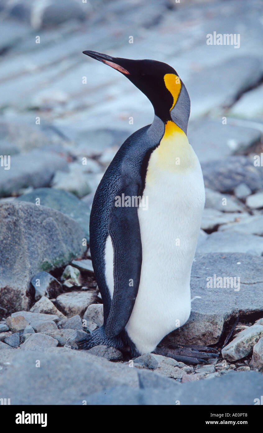 Aptenodytes Kaiserpinguin forsterii Antarktische Halbinsel pinguino reale Foto Stock
