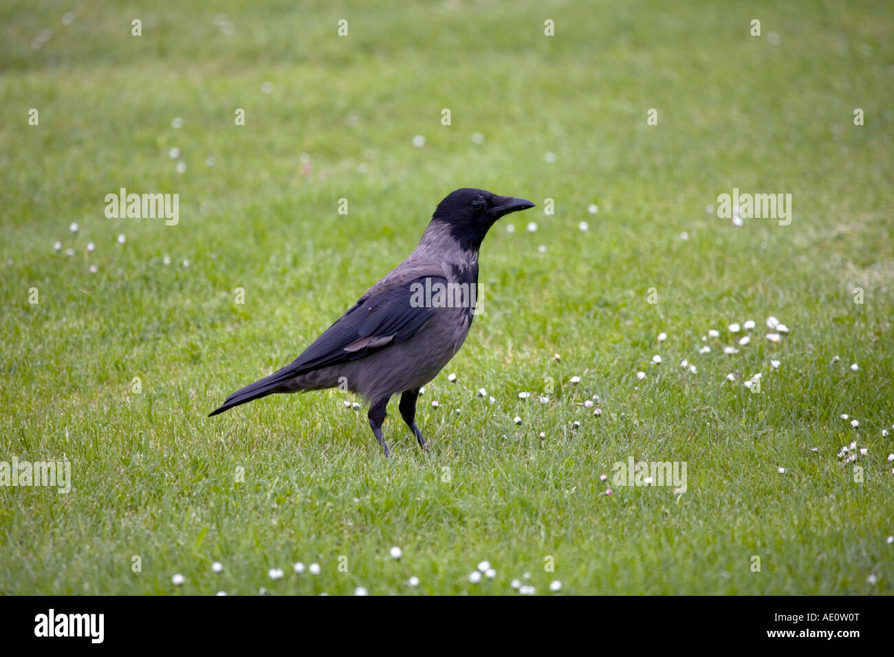 Cornacchia mantellata Corvus corone cornix Arran Scozia Scotland Foto Stock