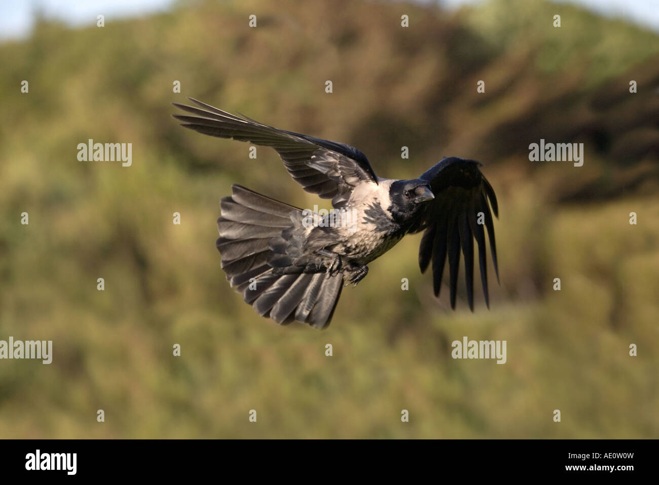 Cornacchia mantellata Corvus corone cornix in volo arran Scozia Scotland Foto Stock