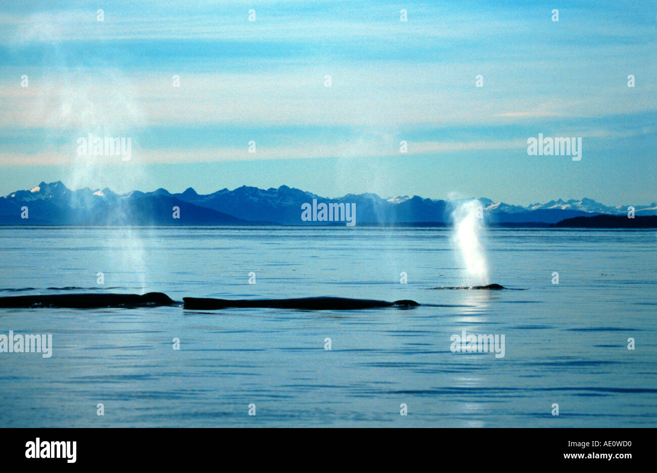 Humpback Whale (Megaptera novaeangliae), tre bagni in mare, USA, Alaska Foto Stock