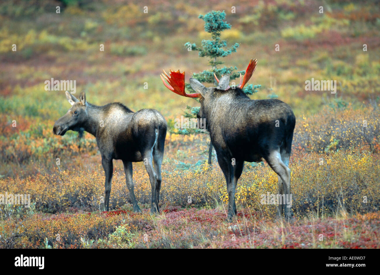Alaska alci, Tundra alci, Yukon alci (Alces alces gigas), toro e vacca durante la stagione di solchi, STATI UNITI D'AMERICA, Alaska, Parco Nazionale di Denali Foto Stock
