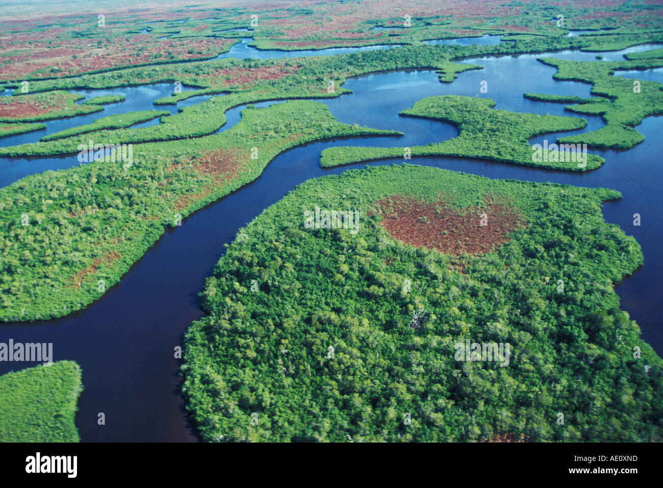 Vie navigabili di mangrovie Mangrovenarme Everglades N P Florida USA Foto Stock