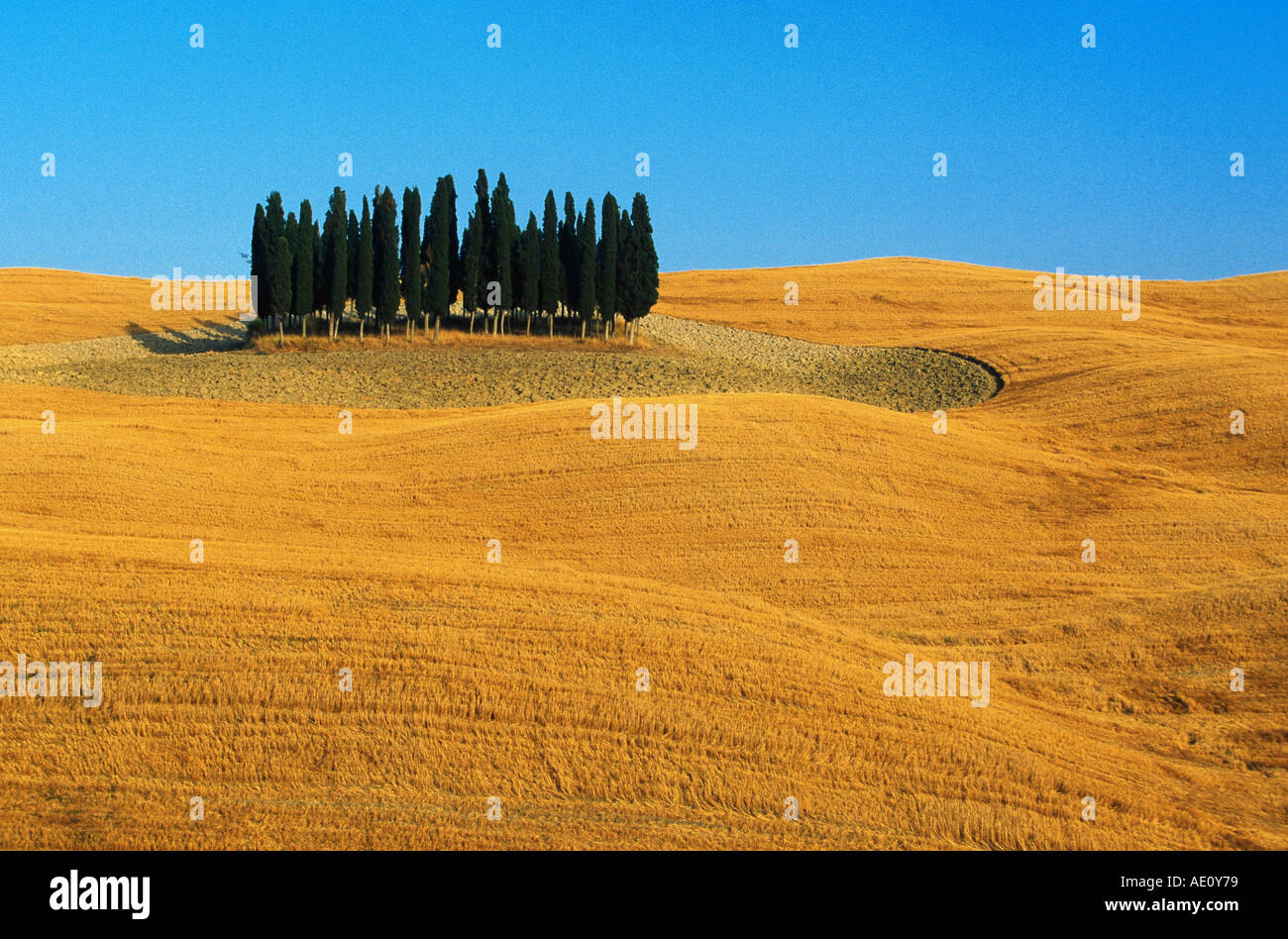 Italian cipresso (Cupressus sempervirens stricta), grove sul grano raccolto campo in tarda estate, Italia, Toscana Foto Stock