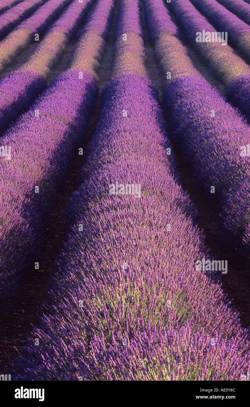 Lavanda (Lavandula angustifolia, Lavandula officinalis), che fiorisce in lunghe file, Francia, Provenza, Puimoisson Foto Stock