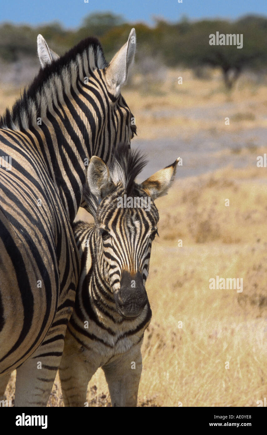 Damara-Zebra (Equus quagga antiquorum, Equus quagga damara), il mare con il puledro, Namibia, Etosha NP Foto Stock