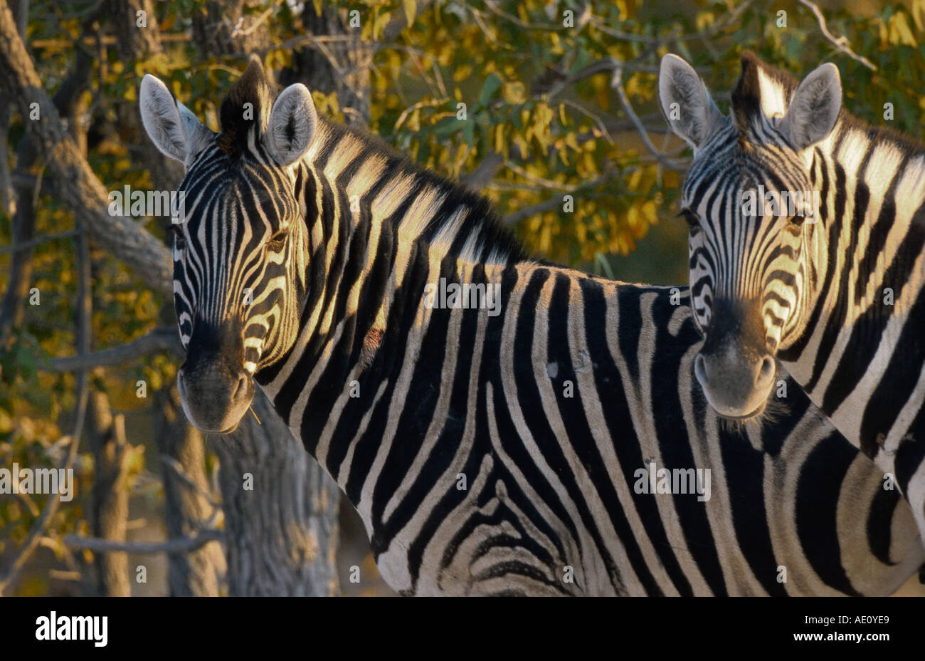 Damara-Zebra (Equus quagga antiquorum, Equus quagga damara), due persone in piedi a fianco a fianco, guardando verso la telecamera, Nami Foto Stock