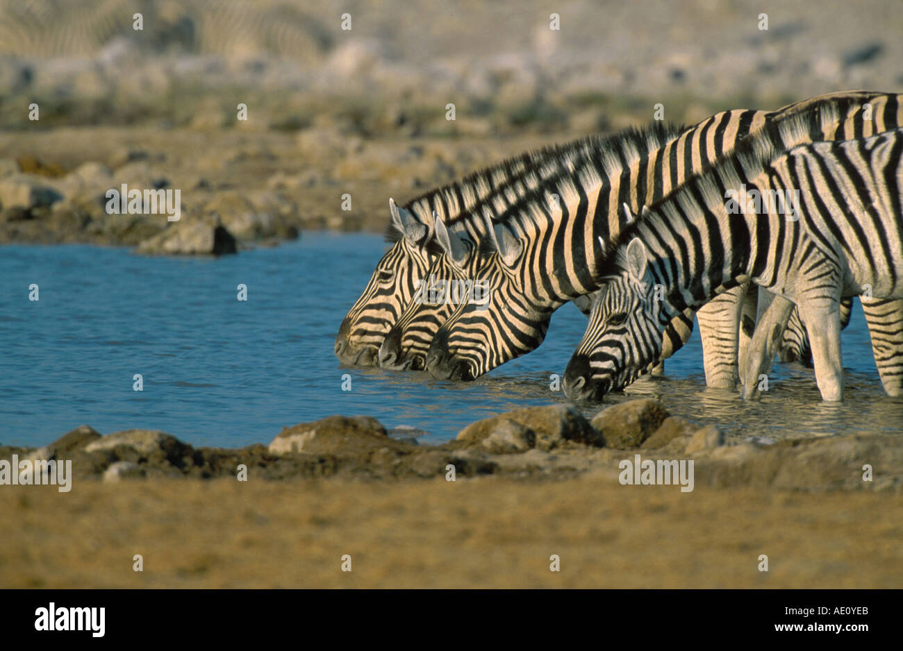 Damara-Zebra (Equus quagga antiquorum, Equus quagga damara), quattro persone a bere a waterhole, Namibia, Etosha NP Foto Stock
