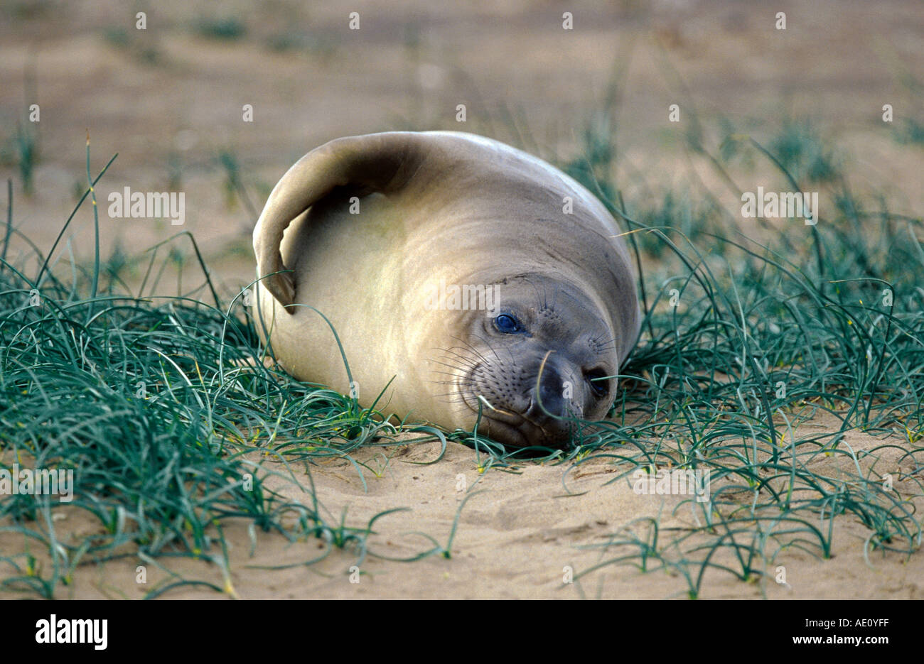 Northern guarnizione di elefante (Mirounga angustirostris), il singolo animale, sdraiato sulla spiaggia, Stati Uniti, California Foto Stock