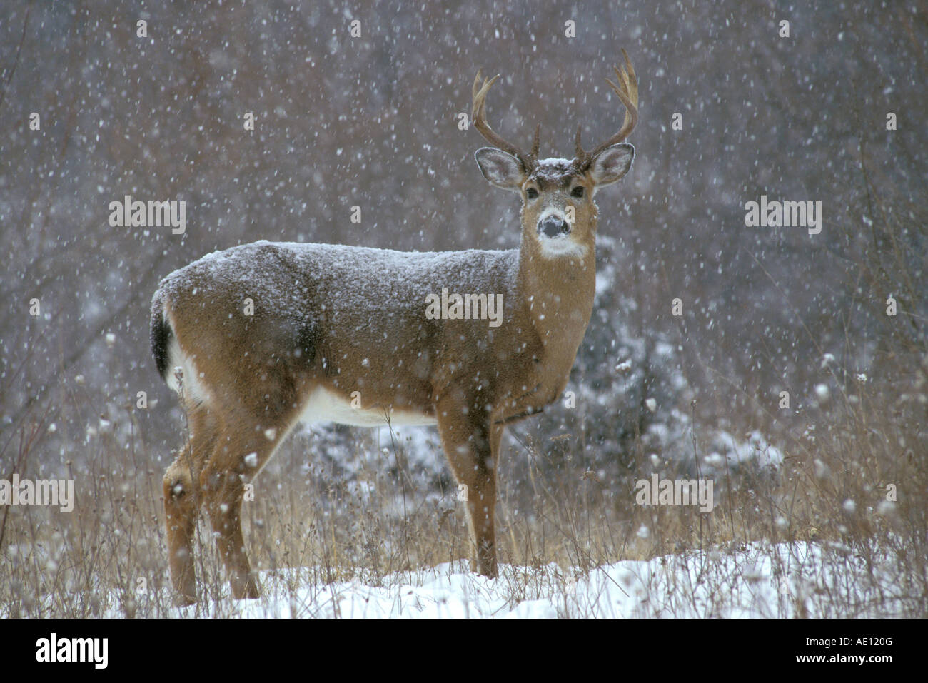 White Tailed Deer Odocoileus virginianus Buck Inverno Nord America orientale Foto Stock