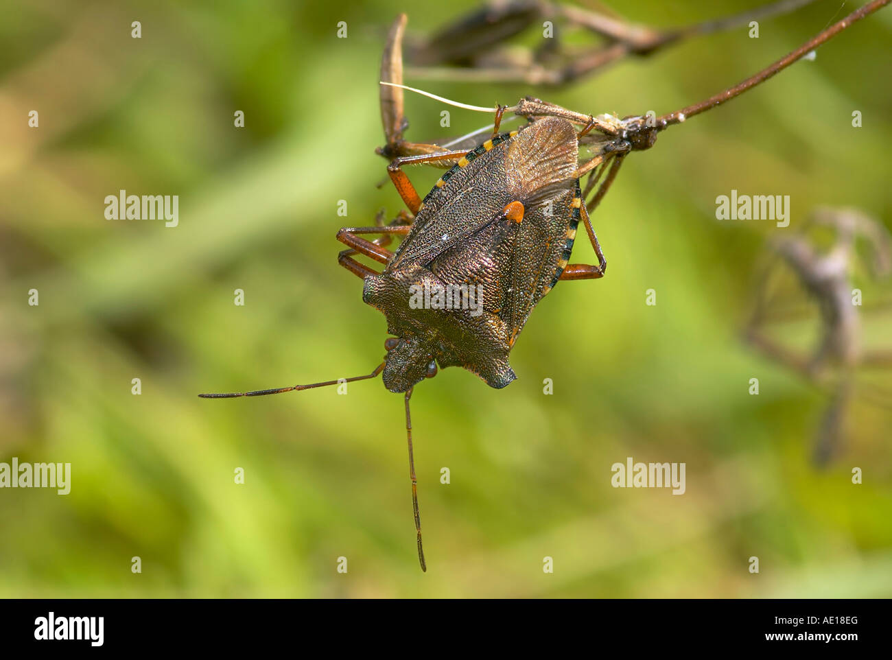 Foresta o zampe rosse Shieldbug Pentatoma rufipes Foto Stock