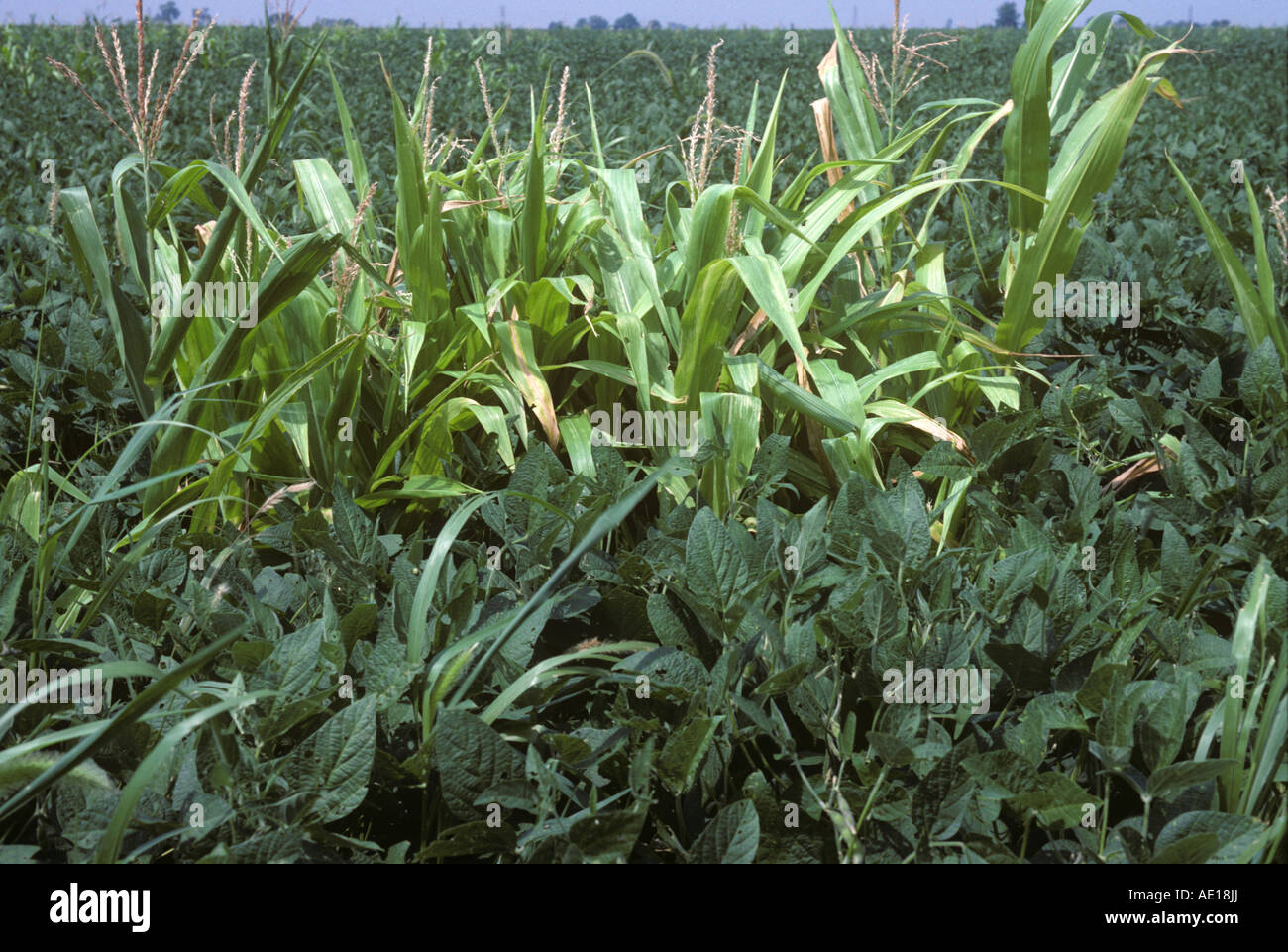 Volontario di mais o di piante di mais in una maturazione del raccolto di soia Illinois USA Foto Stock