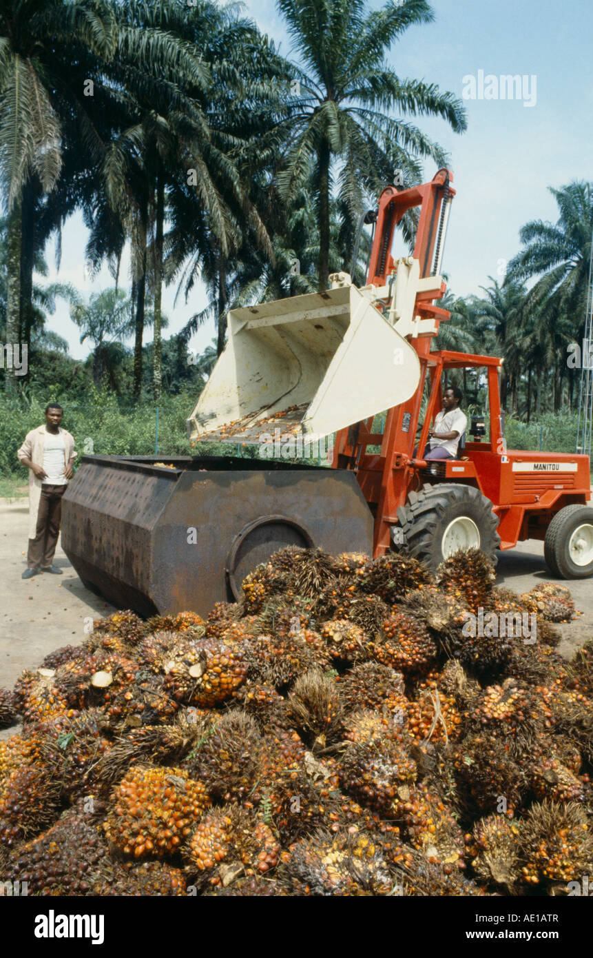 La Nigeria West Africa Agricoltura Industria olio di palma frutto in arrivo nello stabilimento di trasformazione e mossa da uomo alla guida carrello Foto Stock
