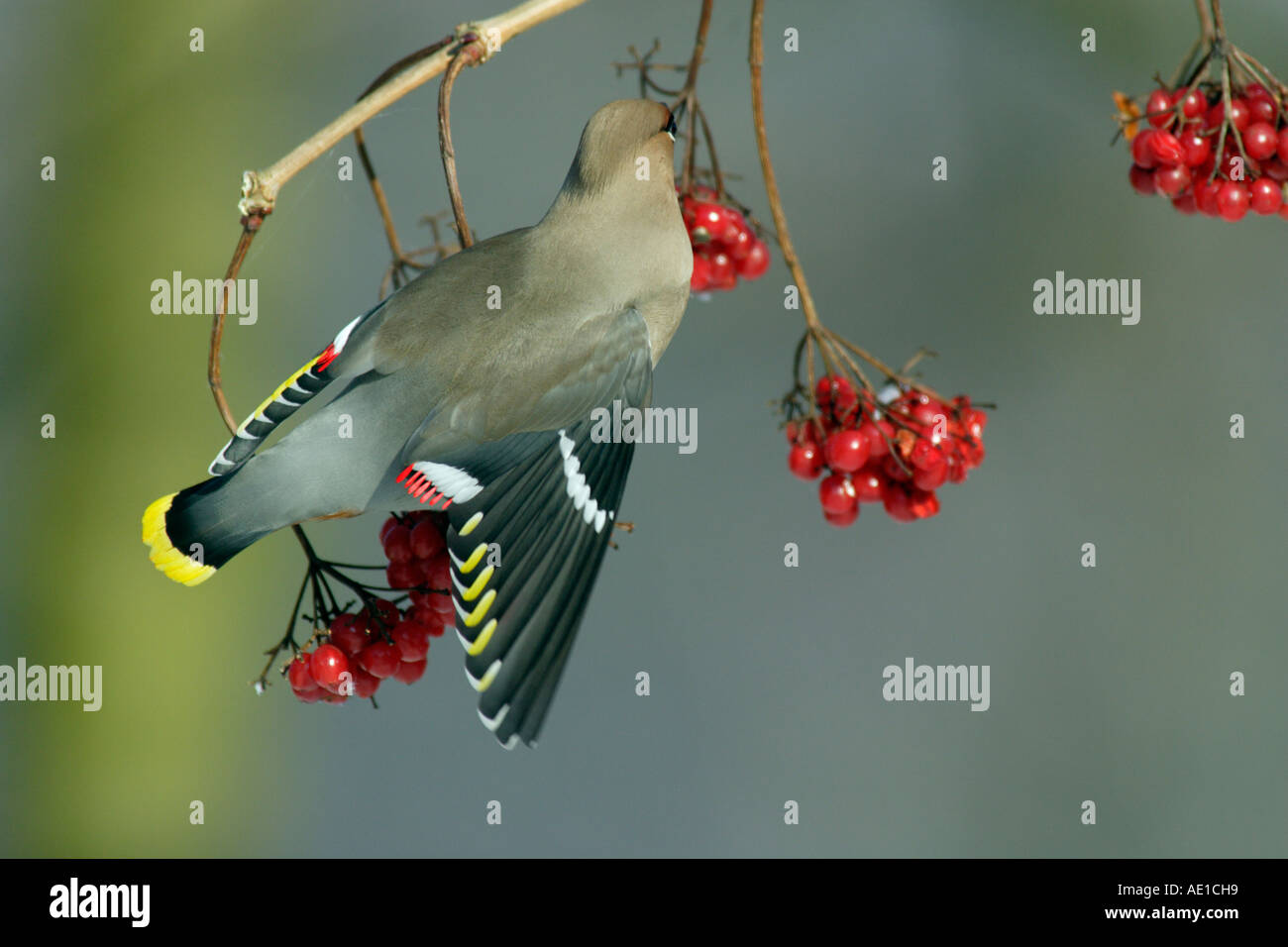 Waxwing Bombycilla garrulus Foto Stock