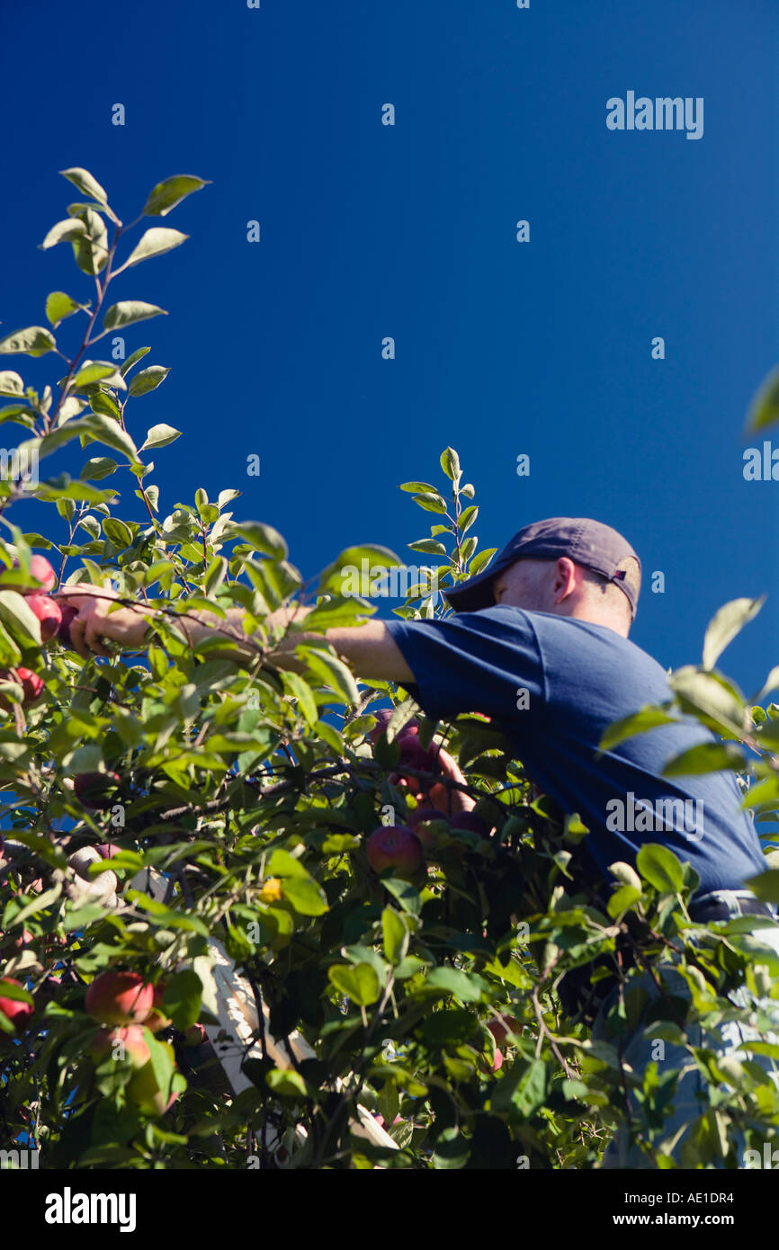 Man Picking macintosh le mele da un albero di mele, Honey Pot Hill Farm, Stow, Massachusetts, STATI UNITI D'AMERICA Foto Stock