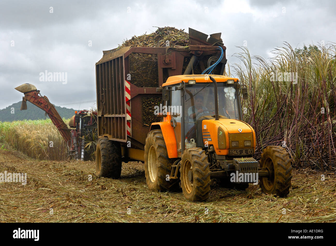 Vendemmia meccanizzata della canna da zucchero Mauritius Foto Stock