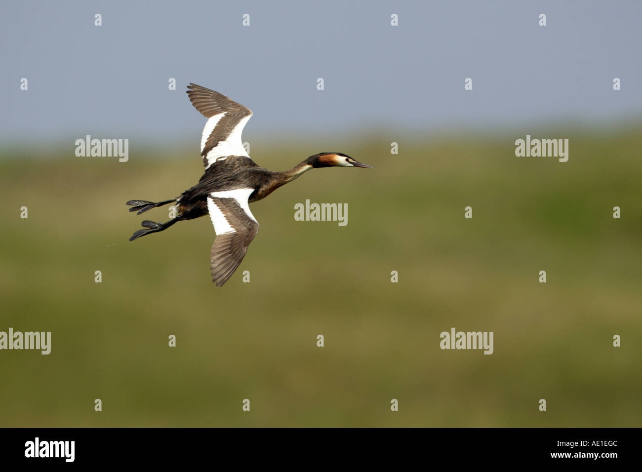 Svasso maggiore Podiceps cristatus Foto Stock