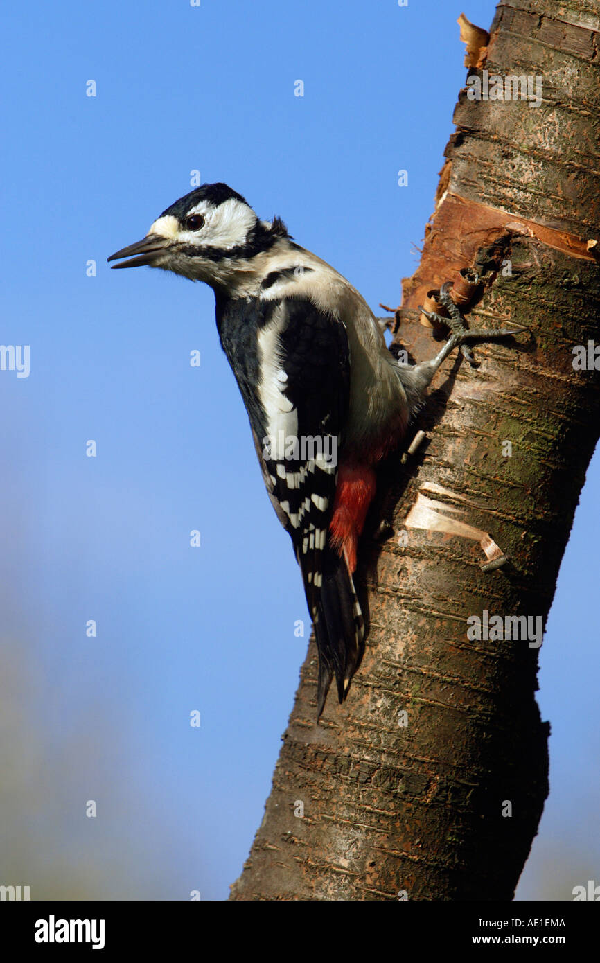 Grande Picchio Sputted Dendrocopos major Foto Stock