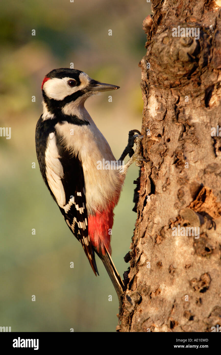 Grande Picchio Sputted Dendrocopos major Foto Stock