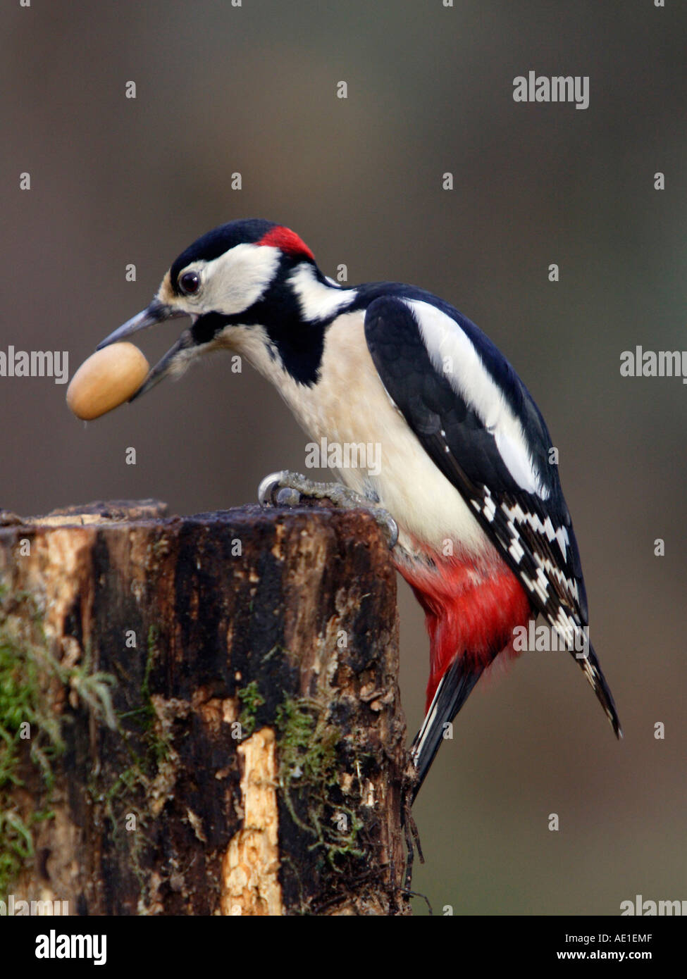 Picchio rosso maggiore Dendrocopos major Foto Stock