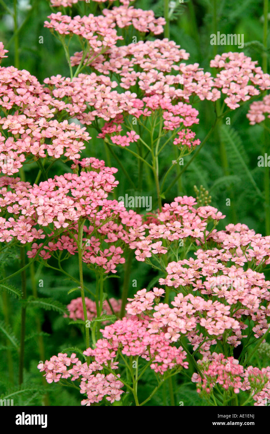ACHILLEA QUERELARE S ROSA Foto Stock