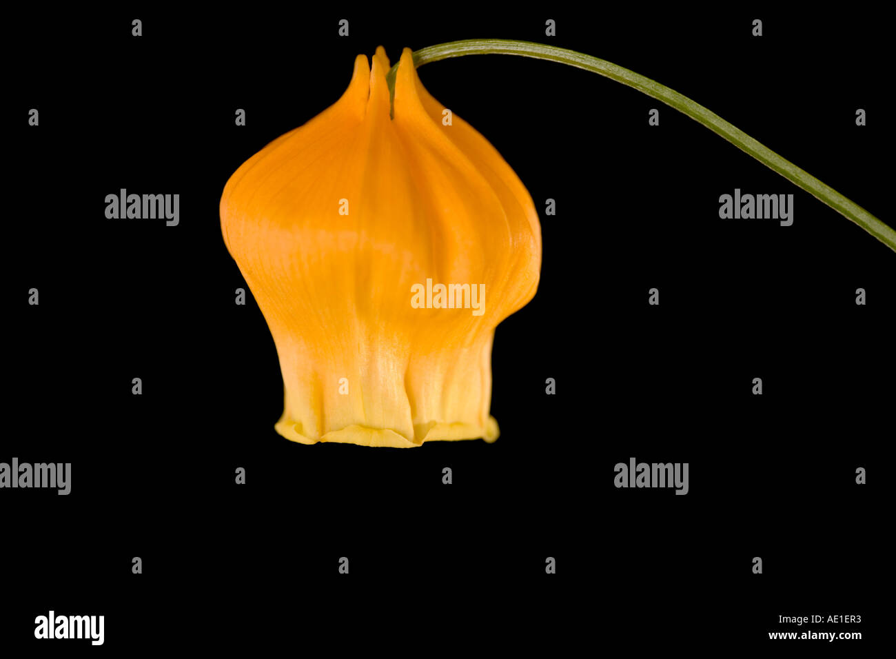 Sandersonia aurantiaca campane di Natale lanterna cinese lily coppia arancio contro uno sfondo nero Foto Stock