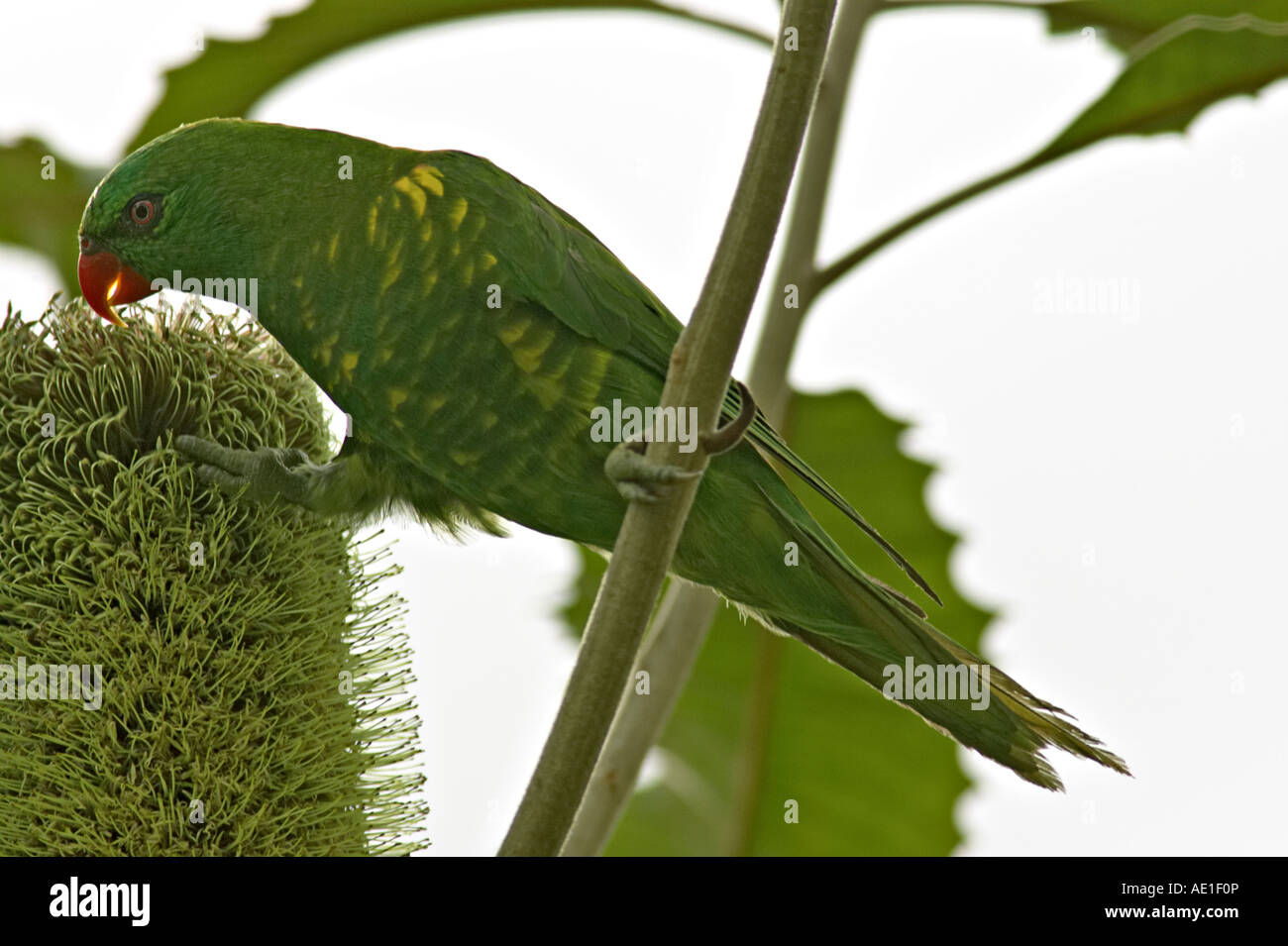 Petto squamosa Lorikeet Trichoglossus chlorolepidotus aka oro verde Lorikeet Foto Stock