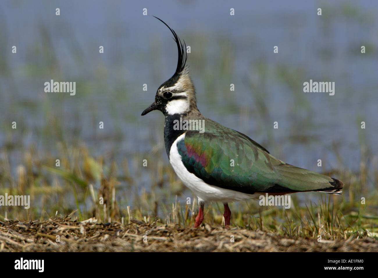 Pavoncella Vanellus vanellus Foto Stock