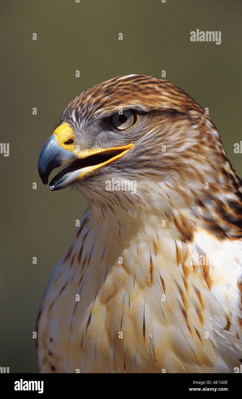 Ferruginosa poiana (Buteo regalis), ritratto, STATI UNITI D'AMERICA, Arizona Foto Stock