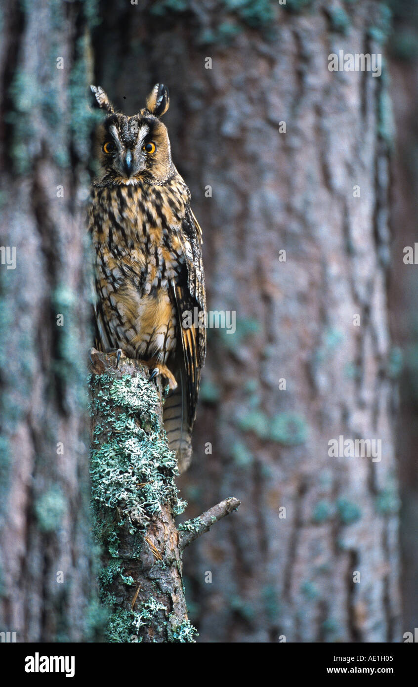 Gufo comune (Asio otus), il peering fuori da dietro il tronco di pino silvestre, Regno Unito, Scozia Foto Stock